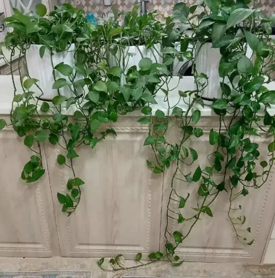 پتوس|گل و گیاه طبیعی|قم, کلهری|دیوار
