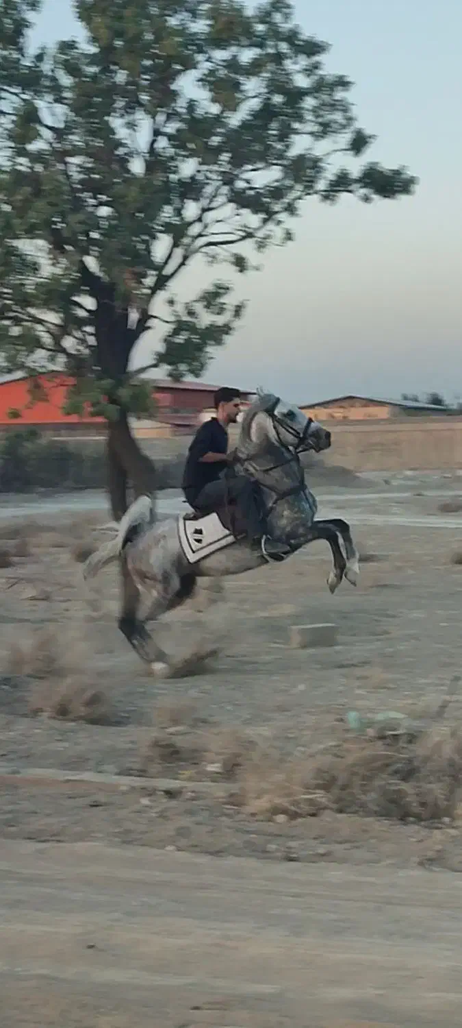 اسب سرودم گیر|اسب و تجهیزات اسب‌سواری|رباط‌کریم, انجم آباد|دیوار