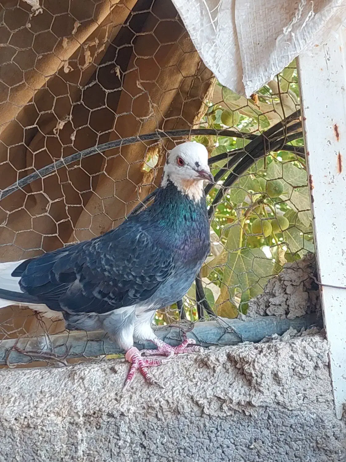 کبوتر|پرنده|سمنان, |دیوار