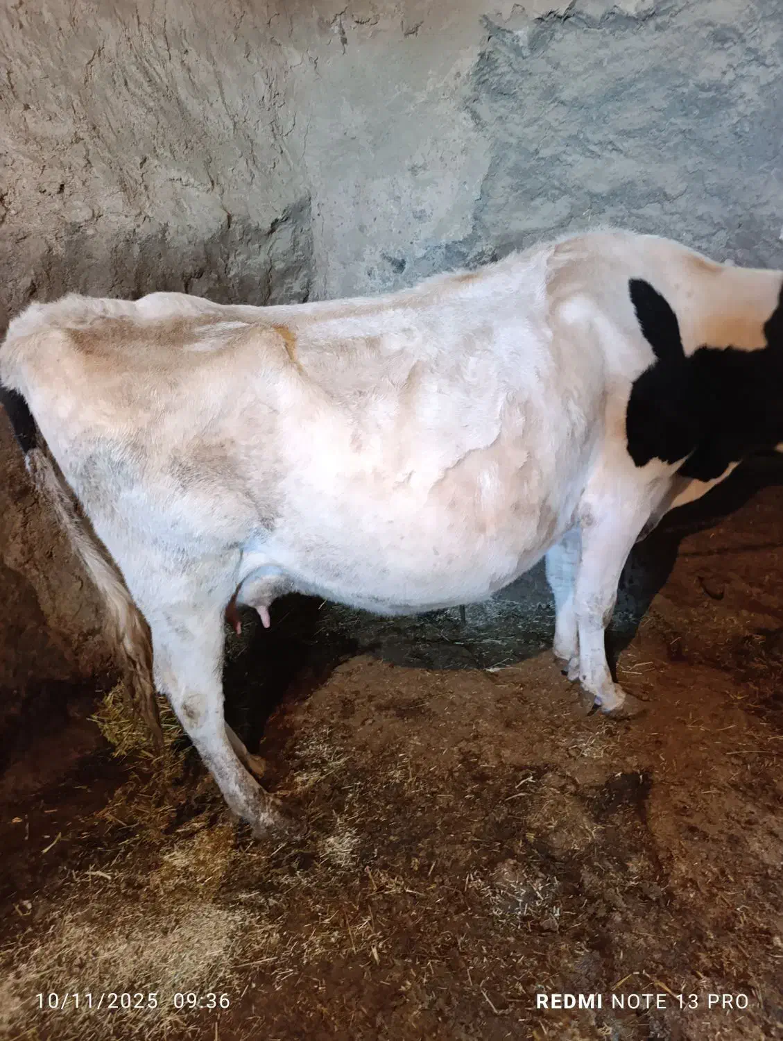 گاو داشتی|حیوانات مزرعه|بیرانوند, |دیوار