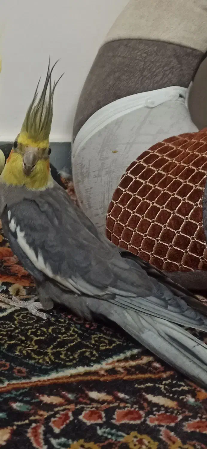 عروس هلندی|پرنده|شیراز, تندگویان|دیوار