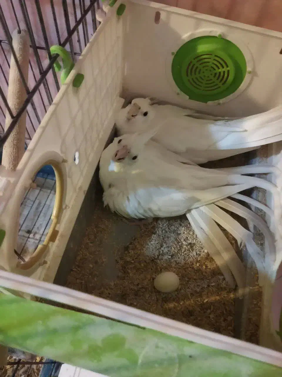 ملنگو،گرینجیگ،عروس مولدمعاوضه با متور سیکلت و نقره|پرنده|ارومیه, |دیوار