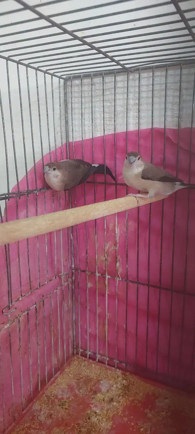 فنچ پاکستانی|پرنده|بهبهان, |دیوار