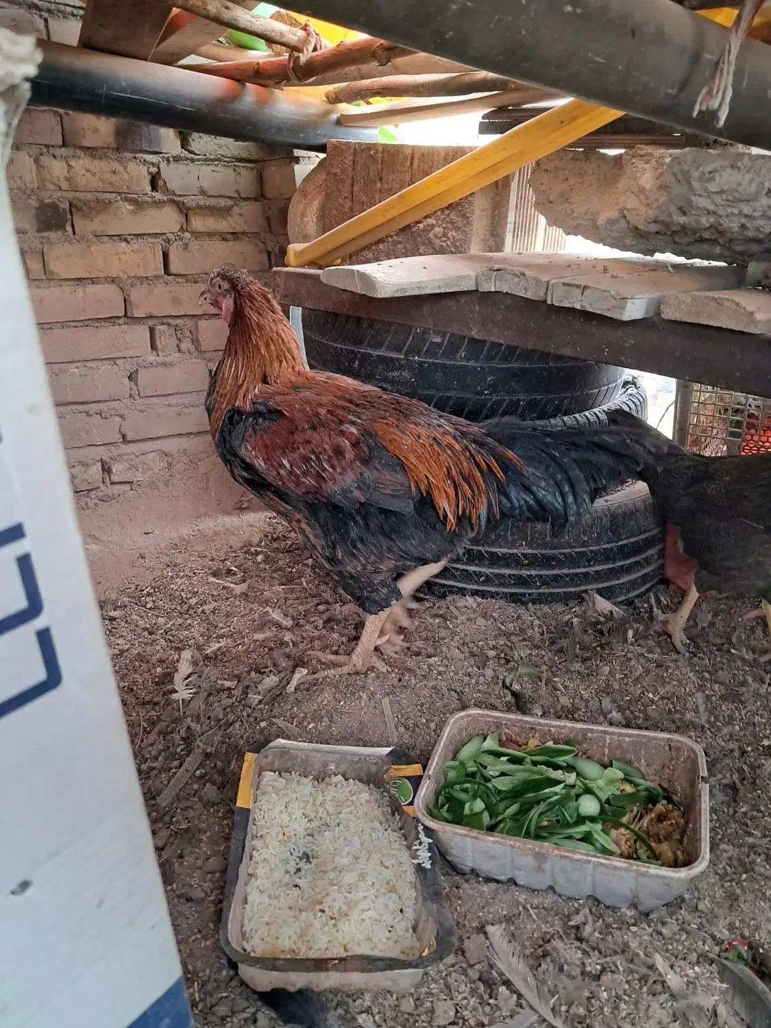 مرغ خروس|حیوانات مزرعه|رفسنجان, |دیوار