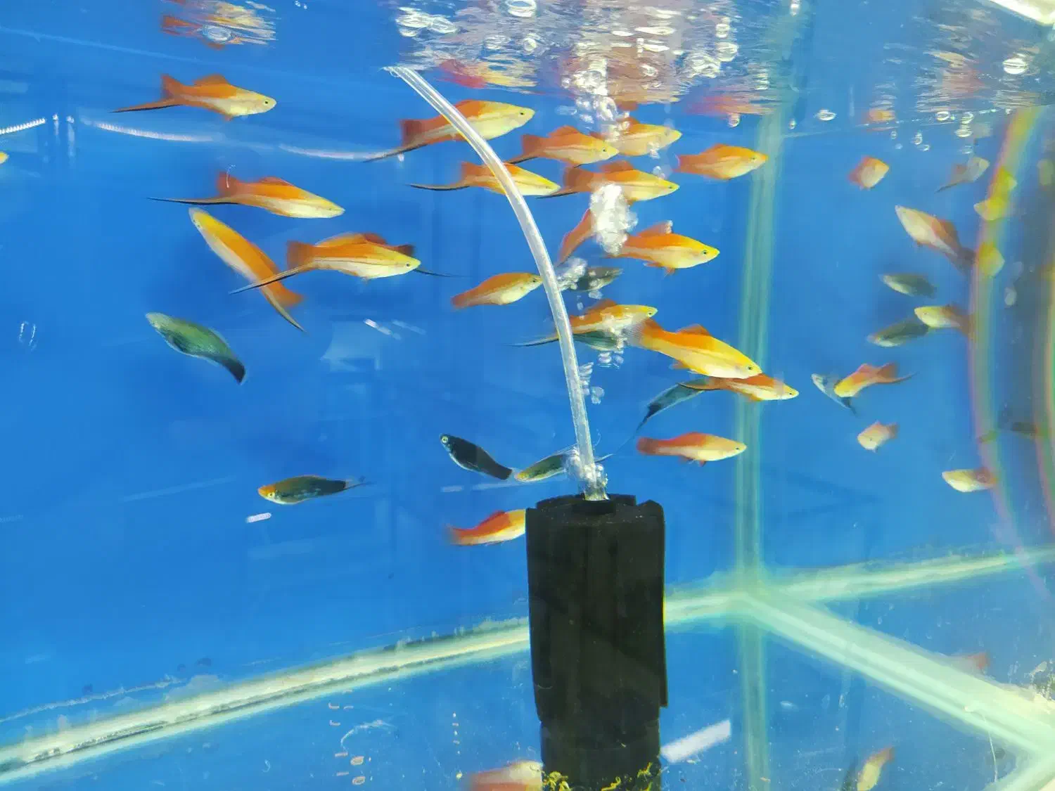 ماهی گوشتخوار و گیاهخوار|ماهی|شیراز, کوشک میدان|دیوار