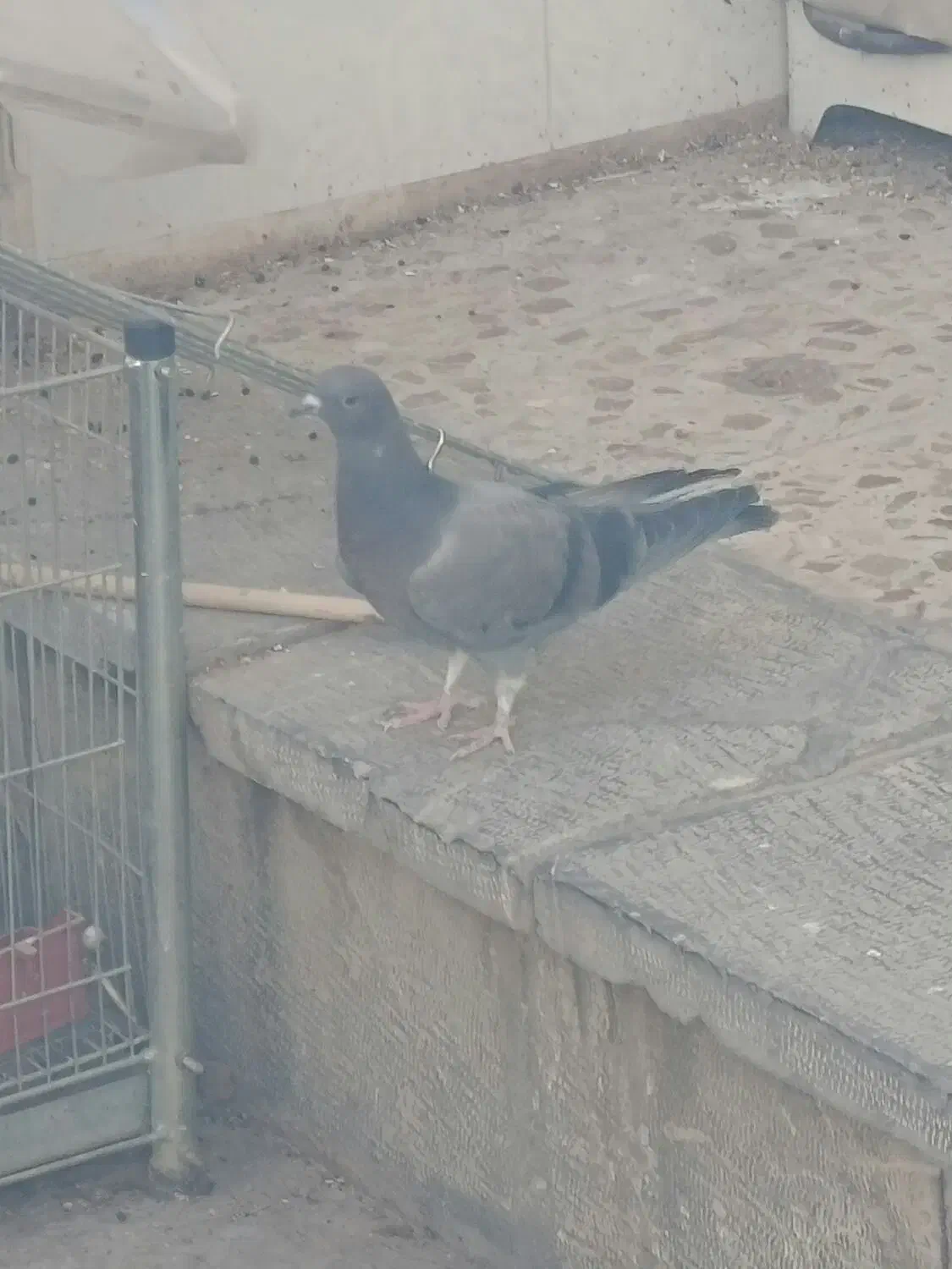 جوجه تازه دونخورشده|پرنده|خمینیشهر, |دیوار