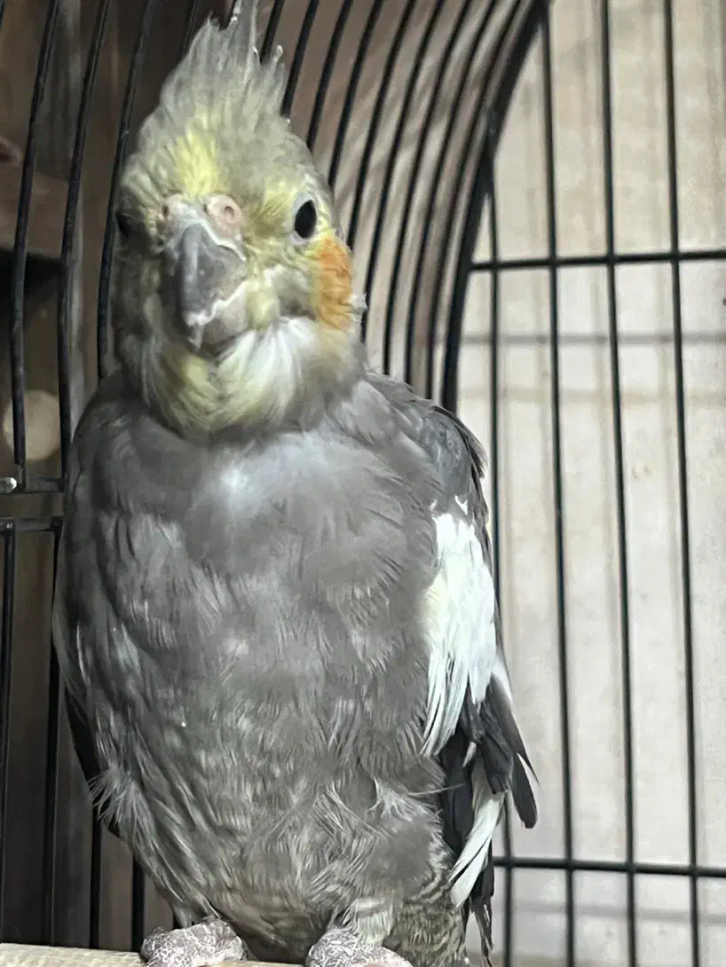 عروس هلندی|پرنده|صومعهسرا, |دیوار