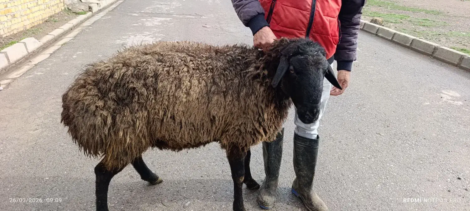 بره نر ۵۵ کیلویی چاق|حیوانات مزرعه|قزوین, |دیوار