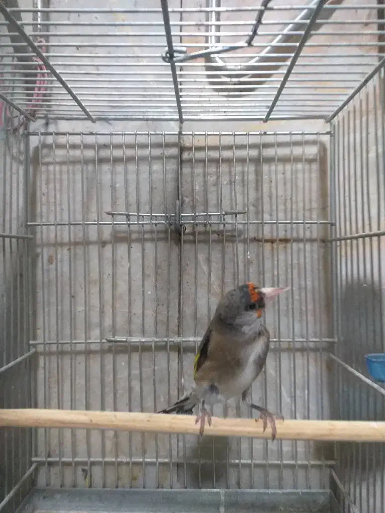 سهره|پرنده|تهران, جوادیه|دیوار