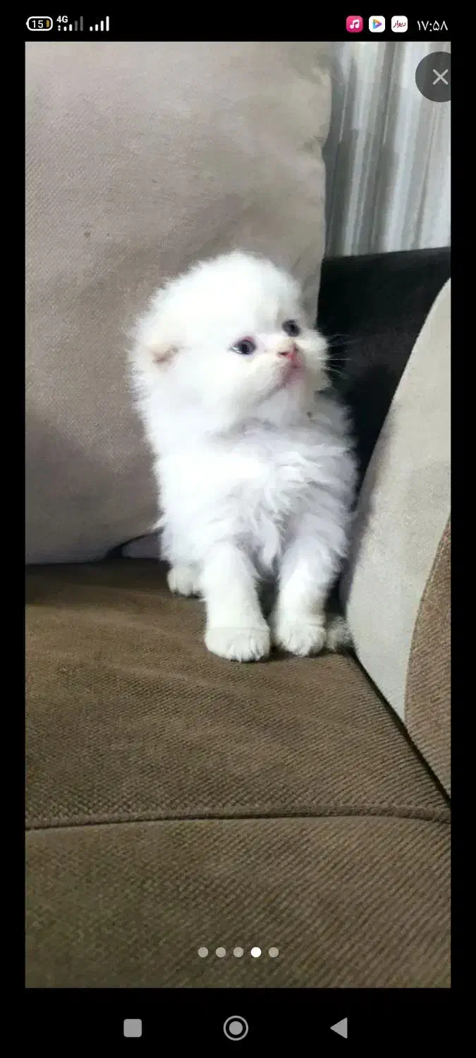 گربه اسکاتیش بریتیش|گربه|چناران, |دیوار