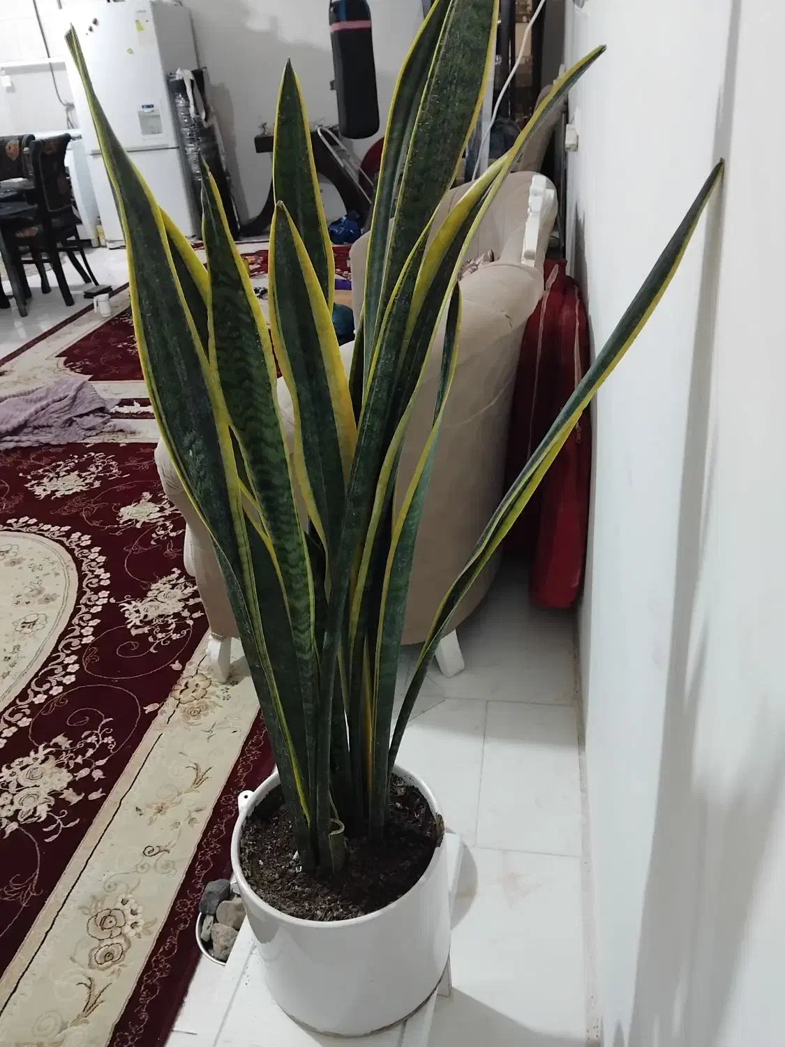 گل خشگل واصلی|گل و گیاه طبیعی|هشتگرد, شهرک ریحانه|دیوار