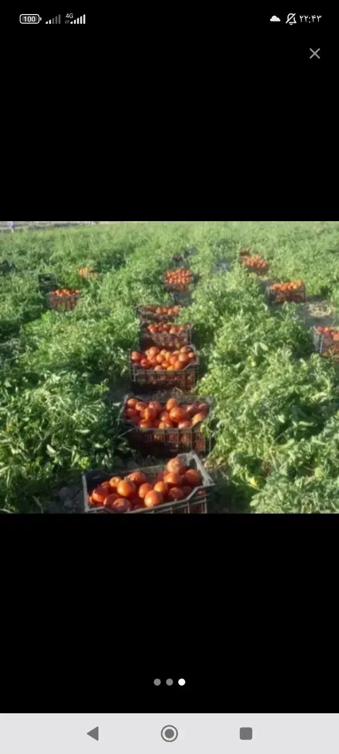 سرکارگر کلیه کارهای کشاورزی کاشت و برداشت و انبار|خدمات باغبانی و درختکاری|کرمانشاه, |دیوار