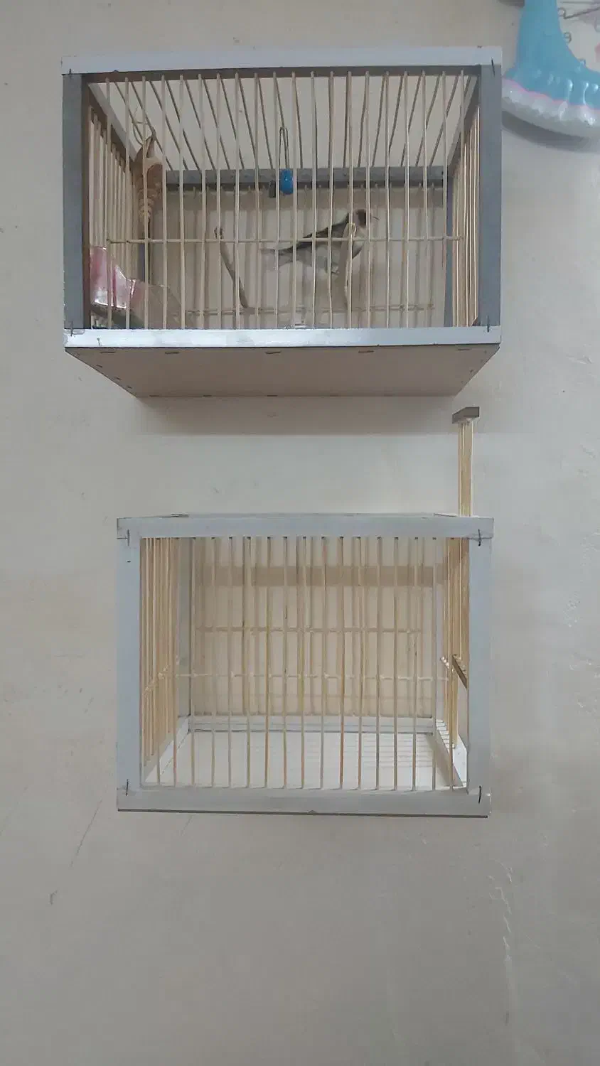 قفس جوبی  سهره|لوازم جانبی حیوانات|اردبیل, |دیوار