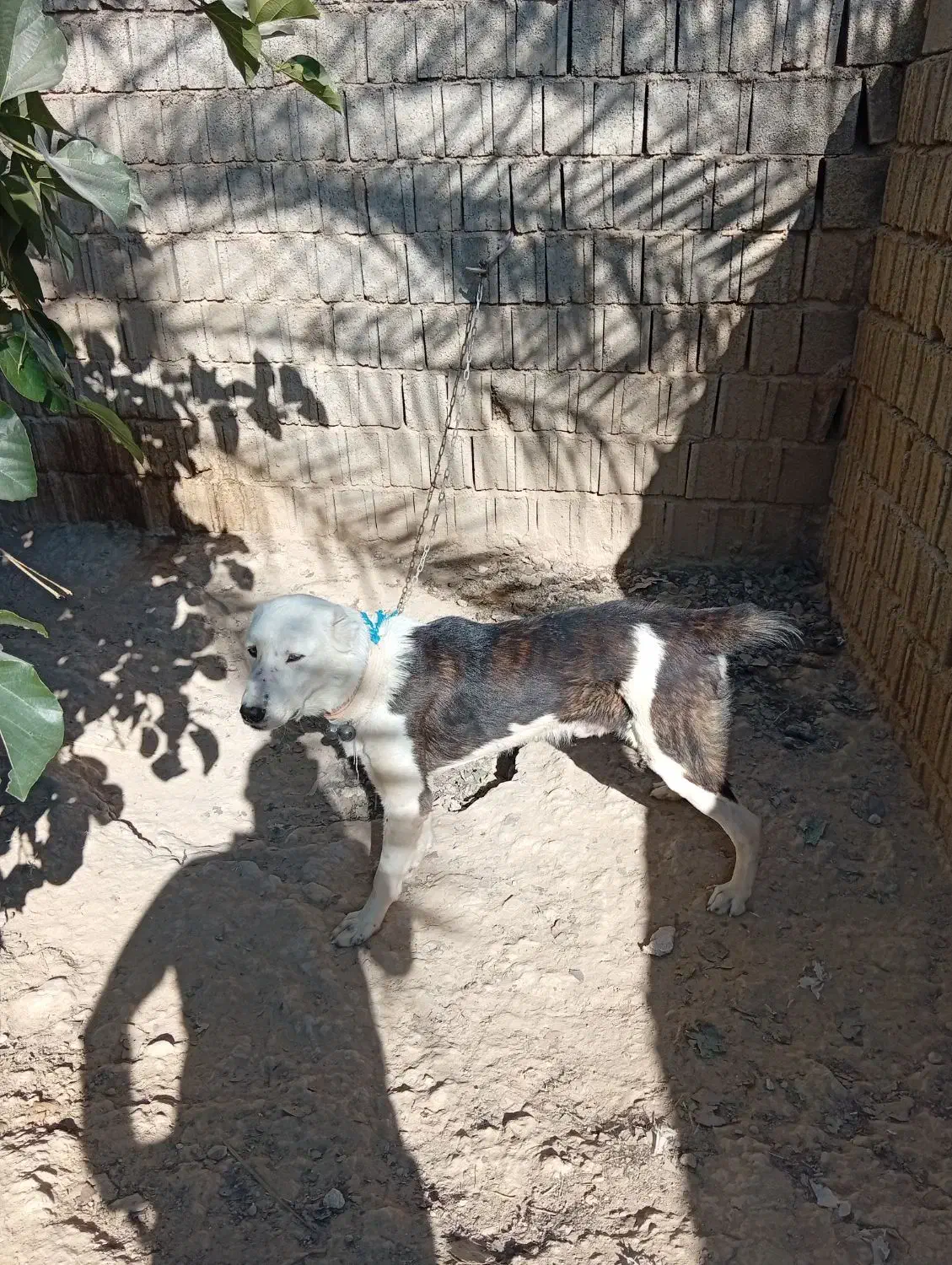 سگ البای روس|سگ|بوشهر, |دیوار