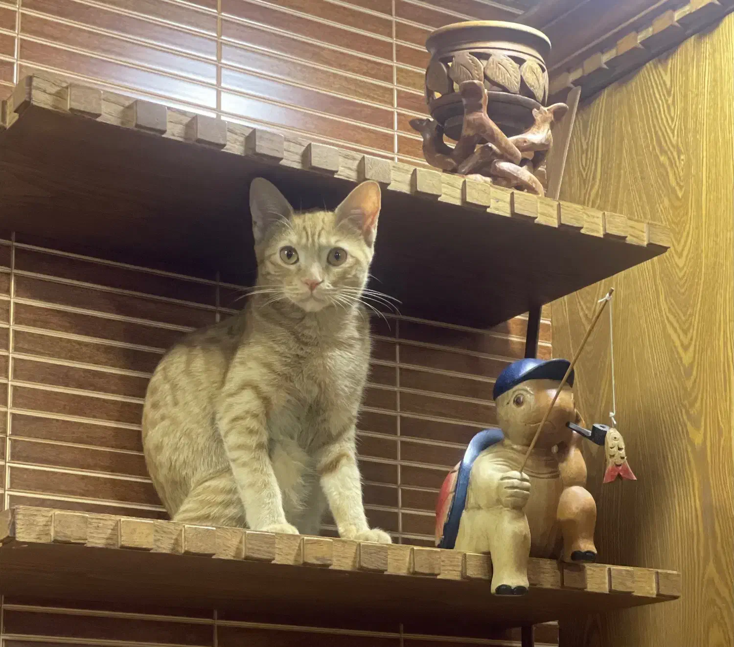 واگذاری رایگان گربه نارنجی DSH شیطون و مهربون|گربه|کرج, فاز ۲ مهرشهر|دیوار