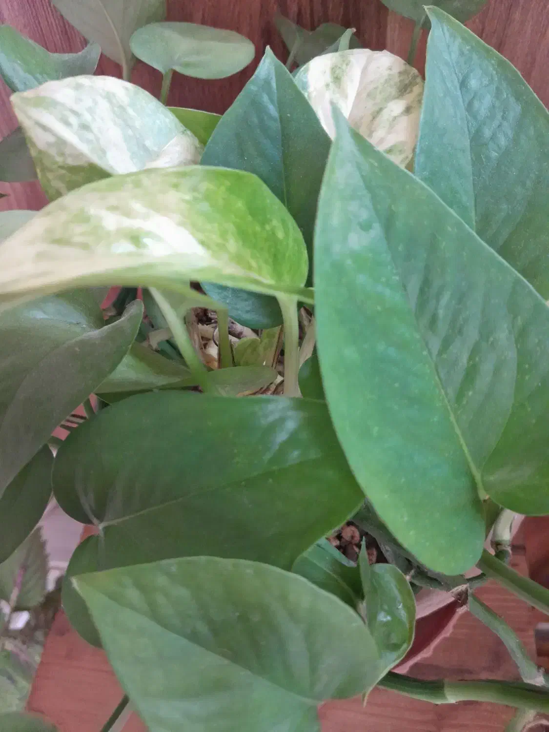 گل پتوس|گل و گیاه طبیعی|شاهرود, |دیوار