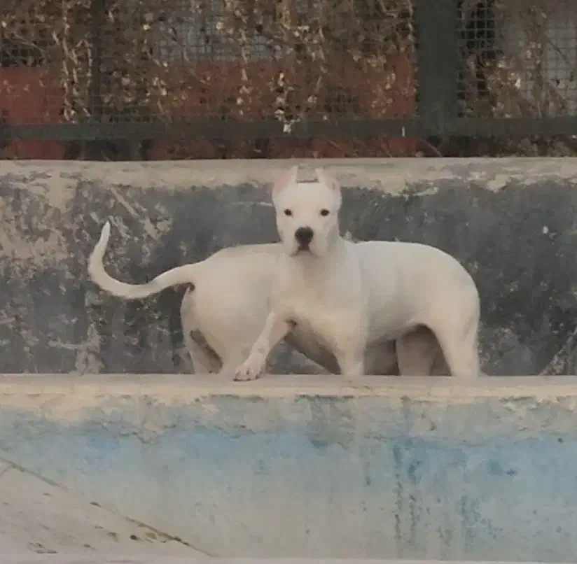 سگ شکار|سگ|بومهن, |دیوار