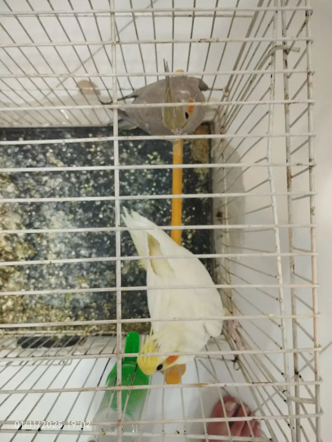 عروس هلندی لوتینو نر و ماده جفت|پرنده|سلامی, |دیوار