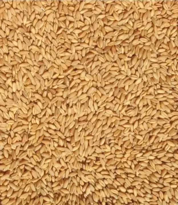 گندم دیمی|عمده‌فروشی|نورآباد, |دیوار