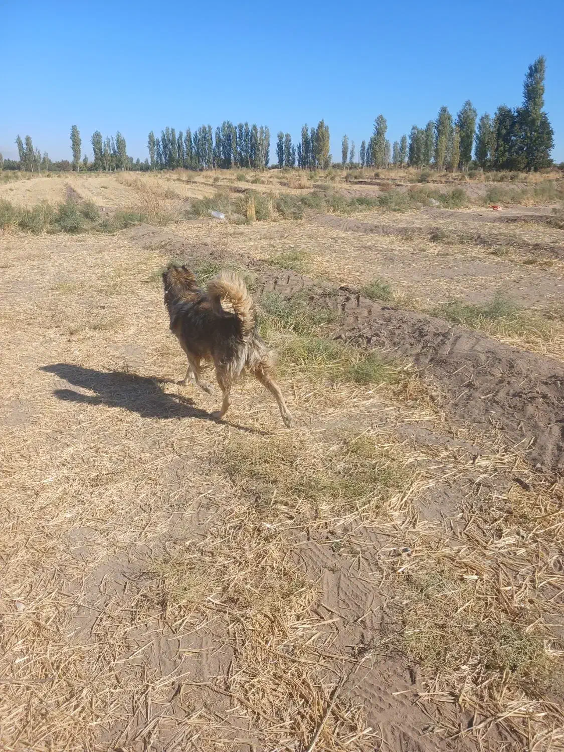 سگ نر|سگ|خوی, |دیوار