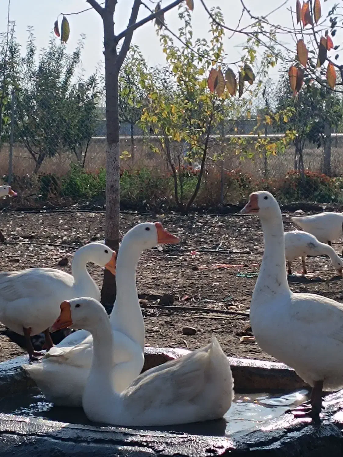 فروش تخم قوغاز چینی سنکین وزن|حیوانات مزرعه|اردبیل, |دیوار