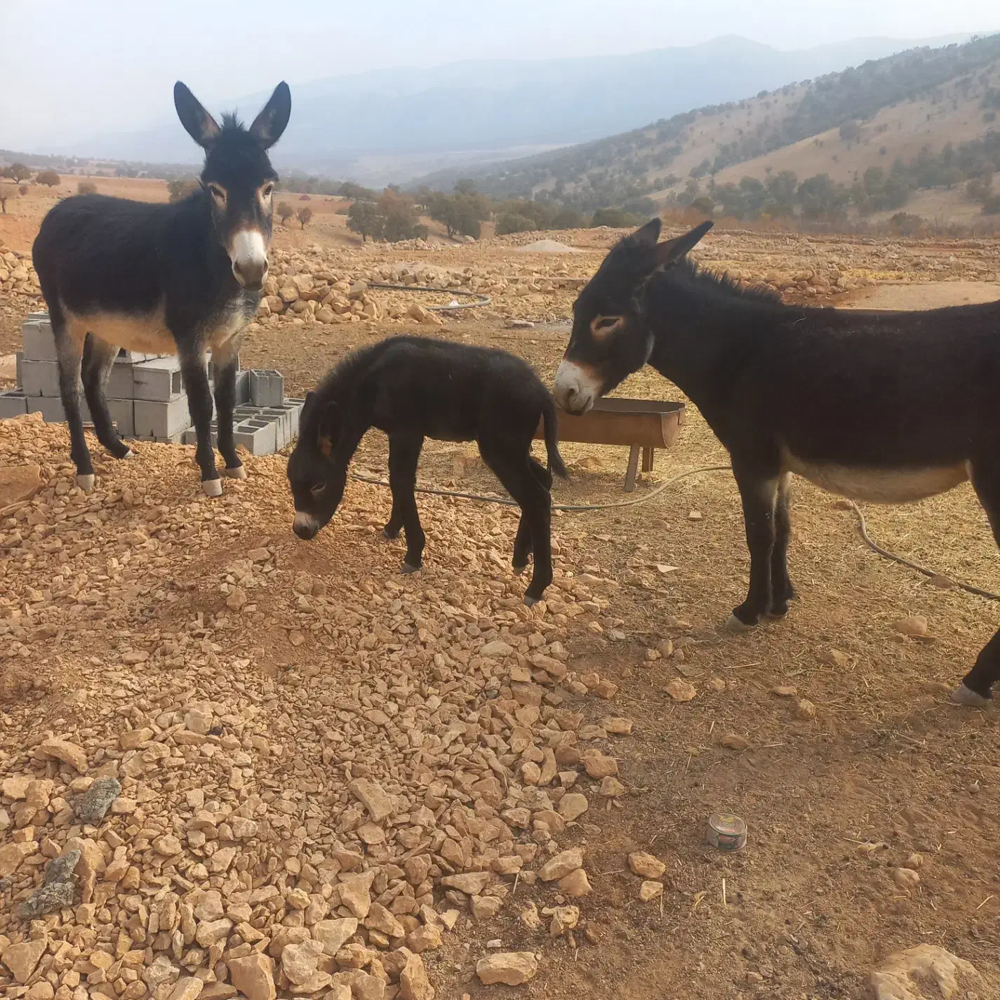 الاغ|حیوانات مزرعه|چرام, |دیوار