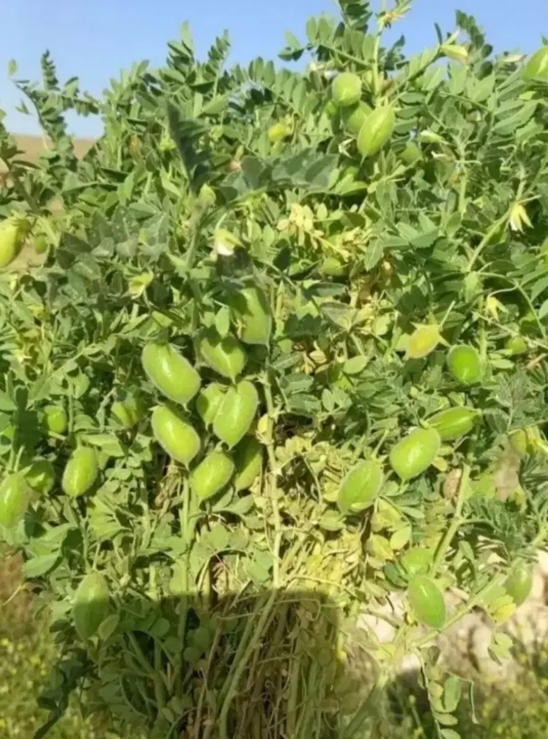 نخود سبز|خوردنی و آشامیدنی|آفتاب, |دیوار