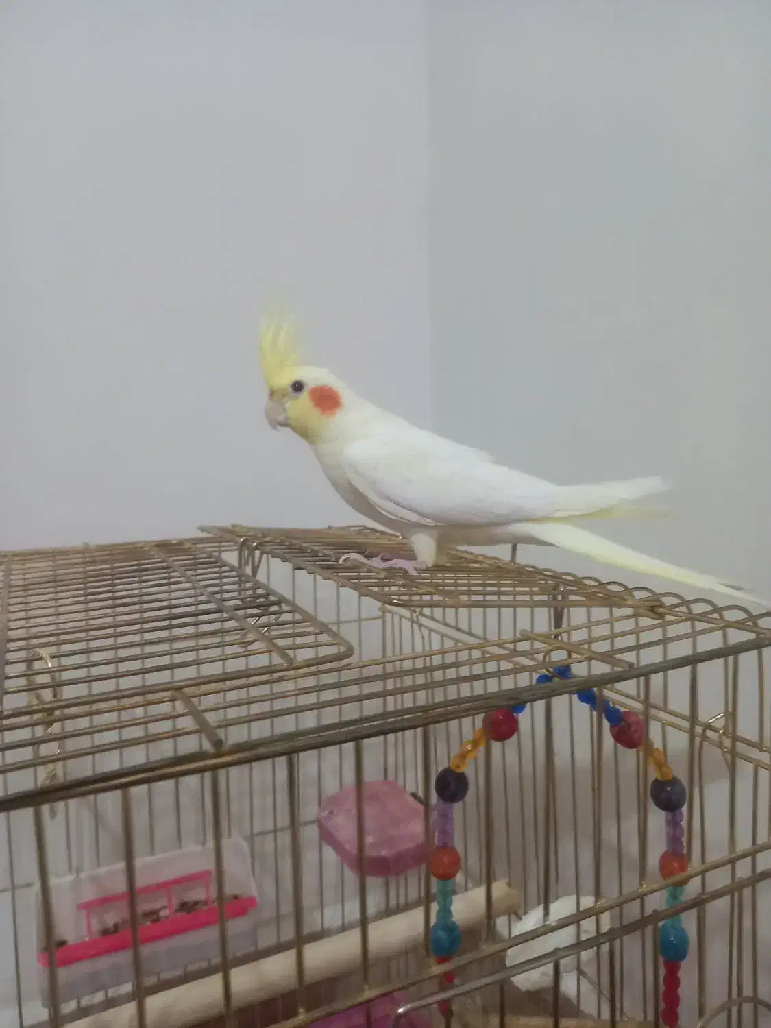 عروس هلندی|پرنده|بیجار, |دیوار