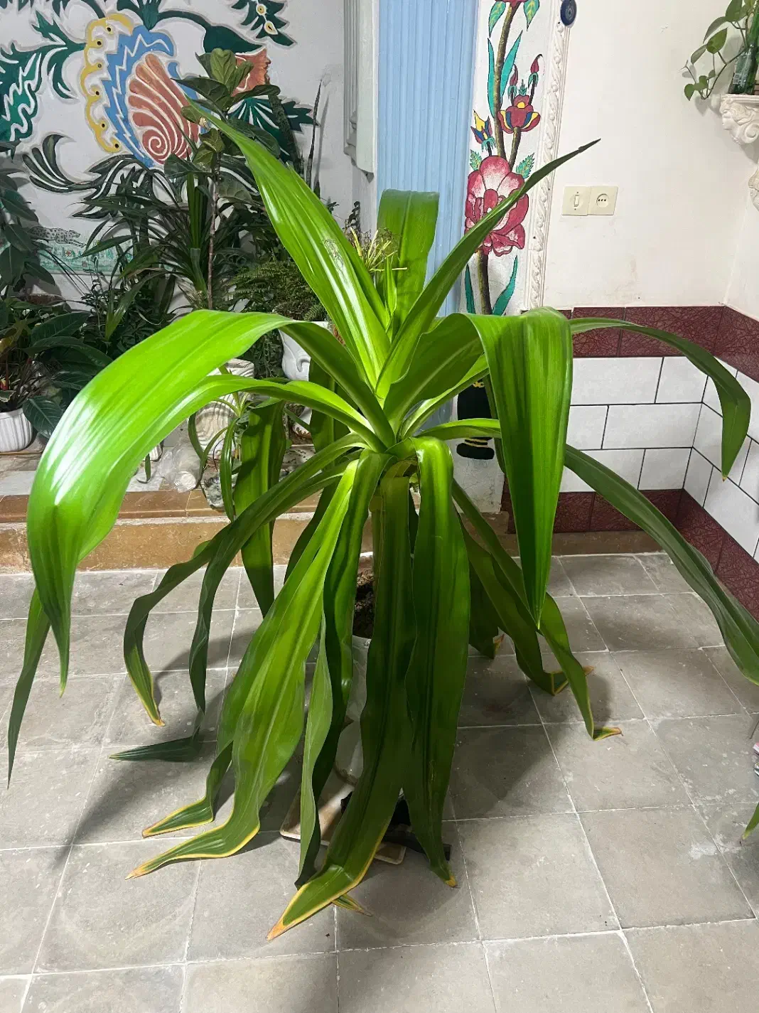 گل وگلدان|گل و گیاه طبیعی|فیروزآباد (فارس), |دیوار