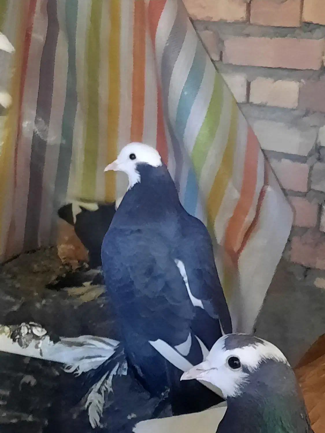 ابلاغ ماده|پرنده|اهر, |دیوار