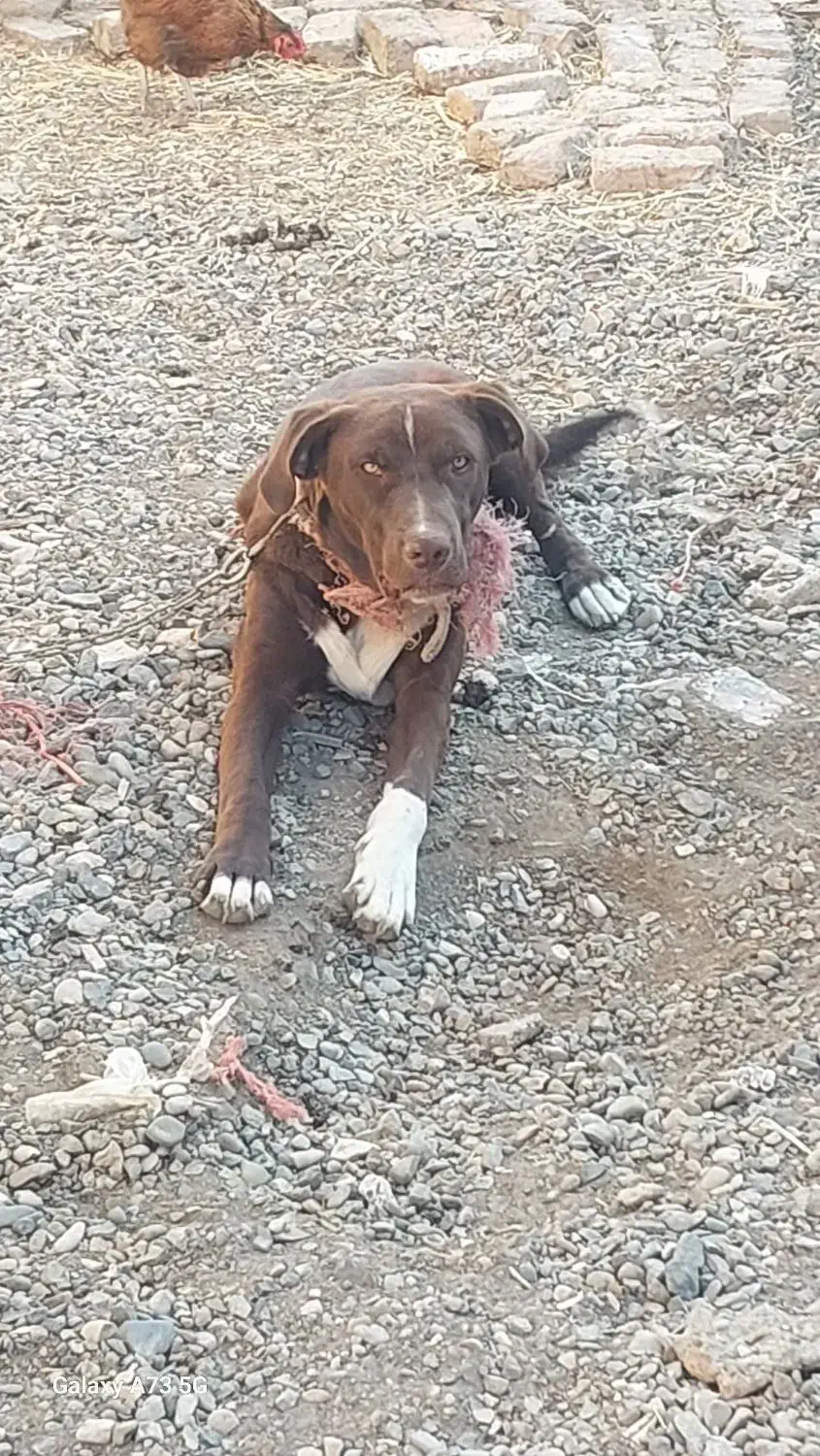 سگ پیت بول تریرآمریکایی|سگ|ساوه, |دیوار