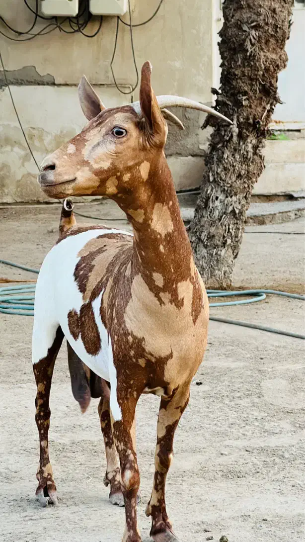 فروش یک عدد بز وارداتی اصل اصل|حیوانات مزرعه|بندرعباس, |دیوار