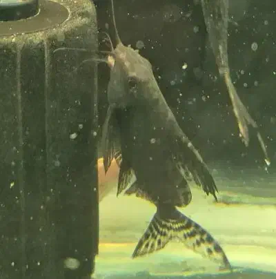 ماهی گربه خرگوشی|ماهی|مشهد, نیروی هوایی|دیوار