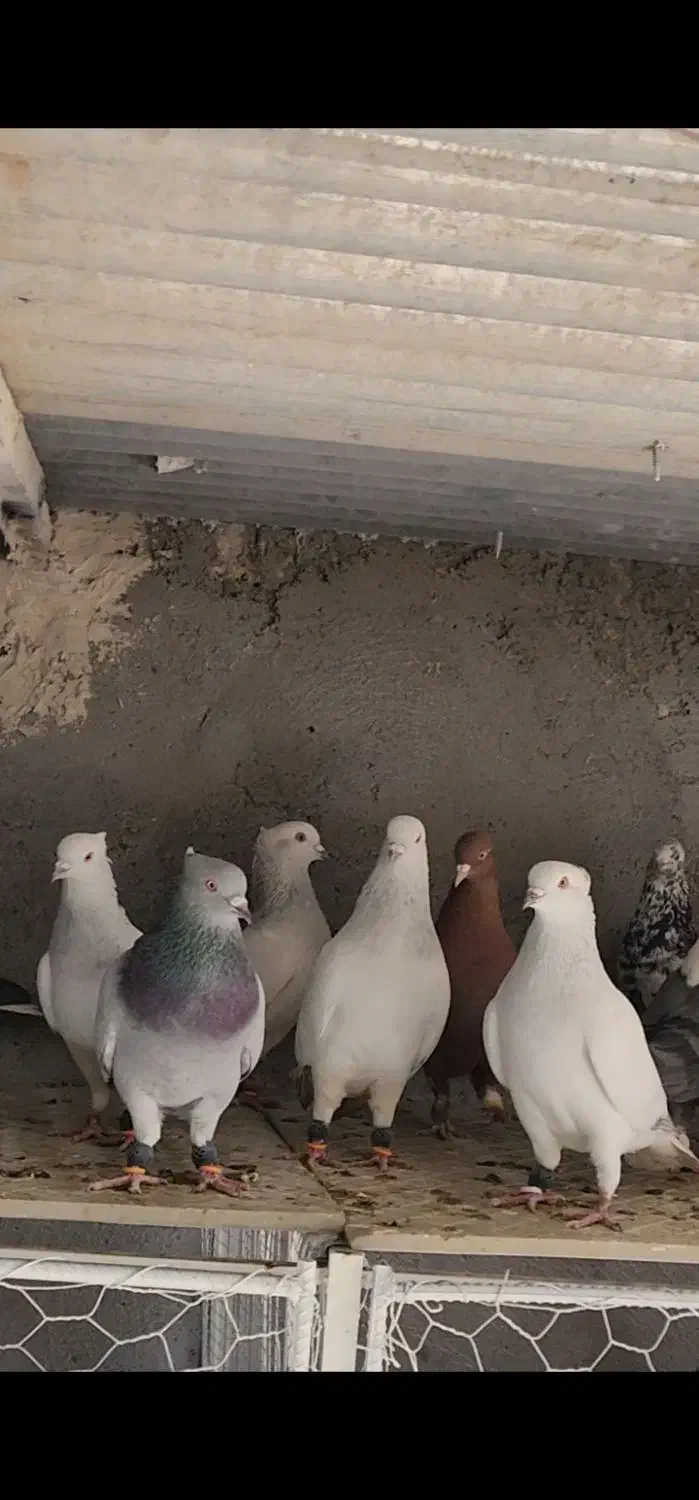 ۲۸ تا دمسفید آس|پرنده|مه ولات, |دیوار