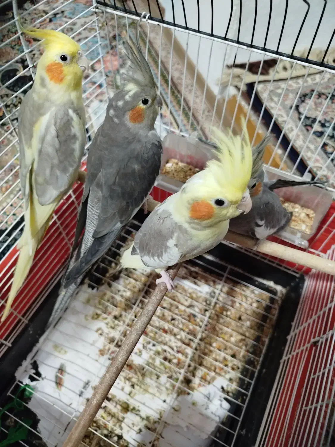 عروس هلندی سر حال وخوب|پرنده|تنکابن, |دیوار