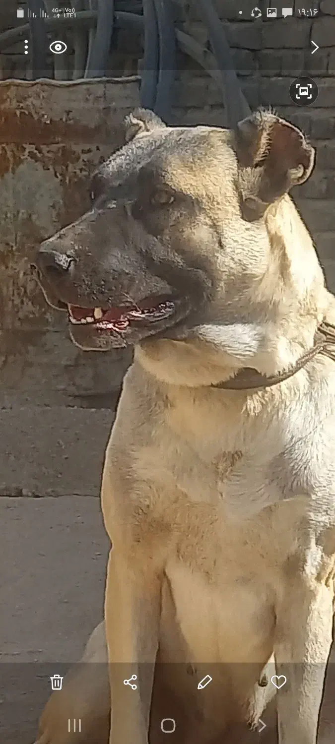 سگ سرابی|سگ|اصفهان, شهید رجایی|دیوار