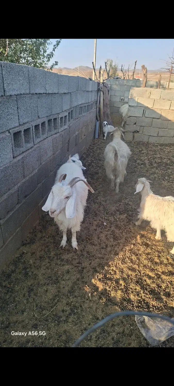 بز محلی|حیوانات مزرعه|پاریز, |دیوار