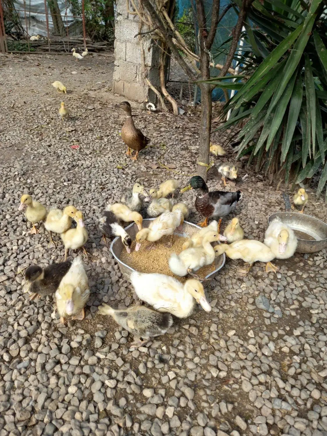 چوجه اردک یک‌ماه نژاد گوشتی و تخمگذار|حیوانات مزرعه|رودبنه, |دیوار