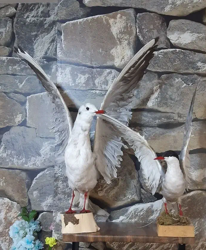 دکوری پرنده|صنایع دستی و سایر لوازم تزئینی|اشتهارد, |دیوار