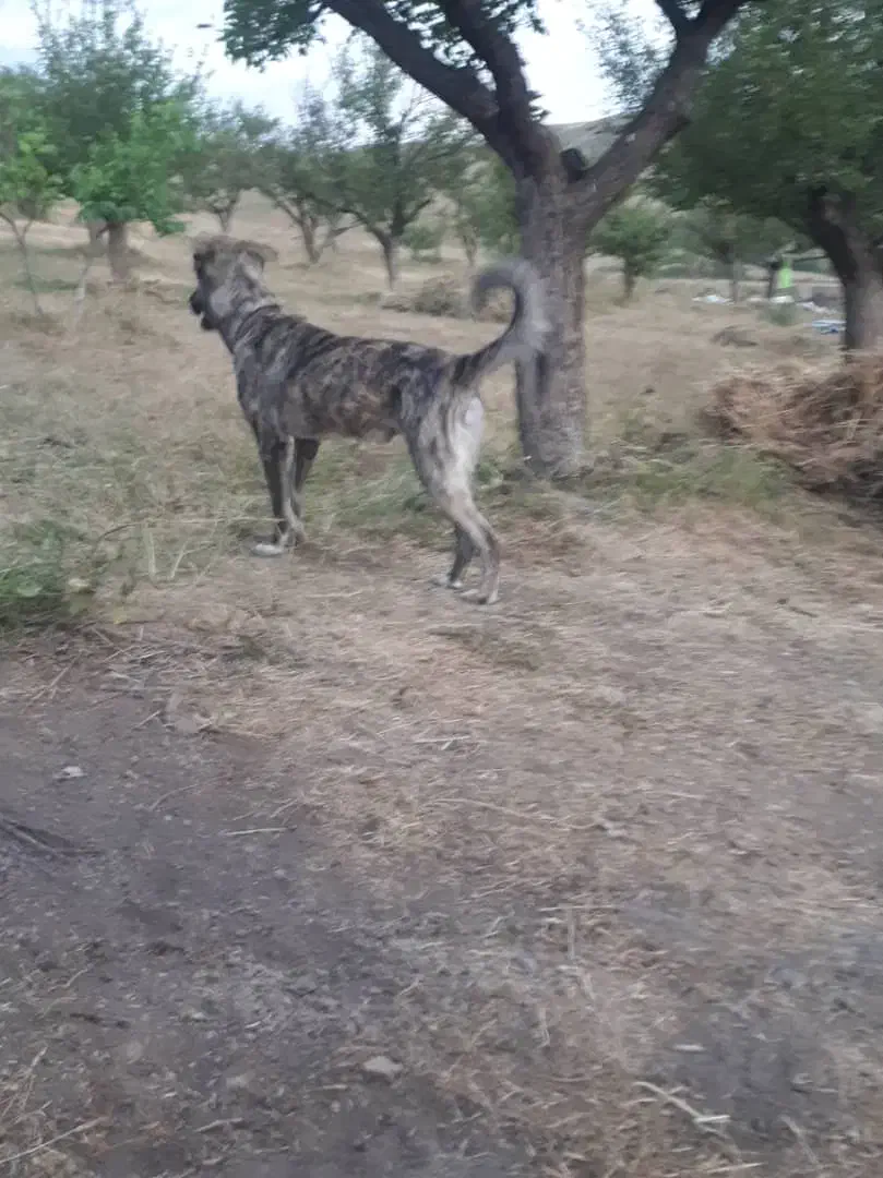 سگمحلینر|سگ|آستارا, |دیوار