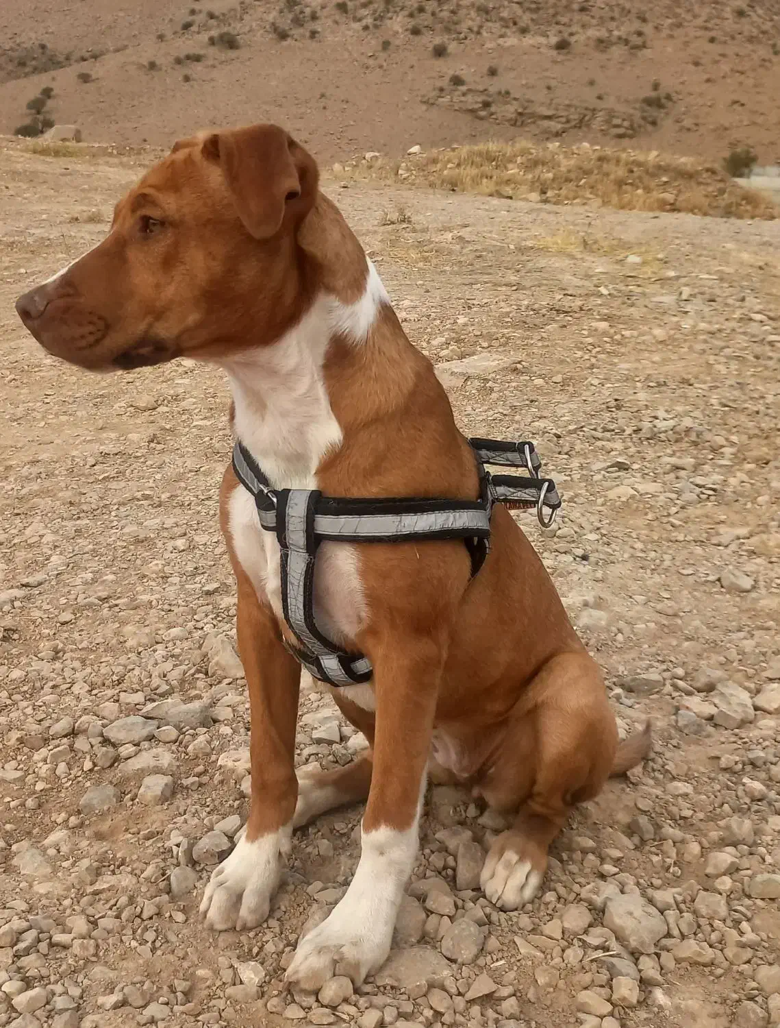 پبتبول|سگ|جاجرود, |دیوار