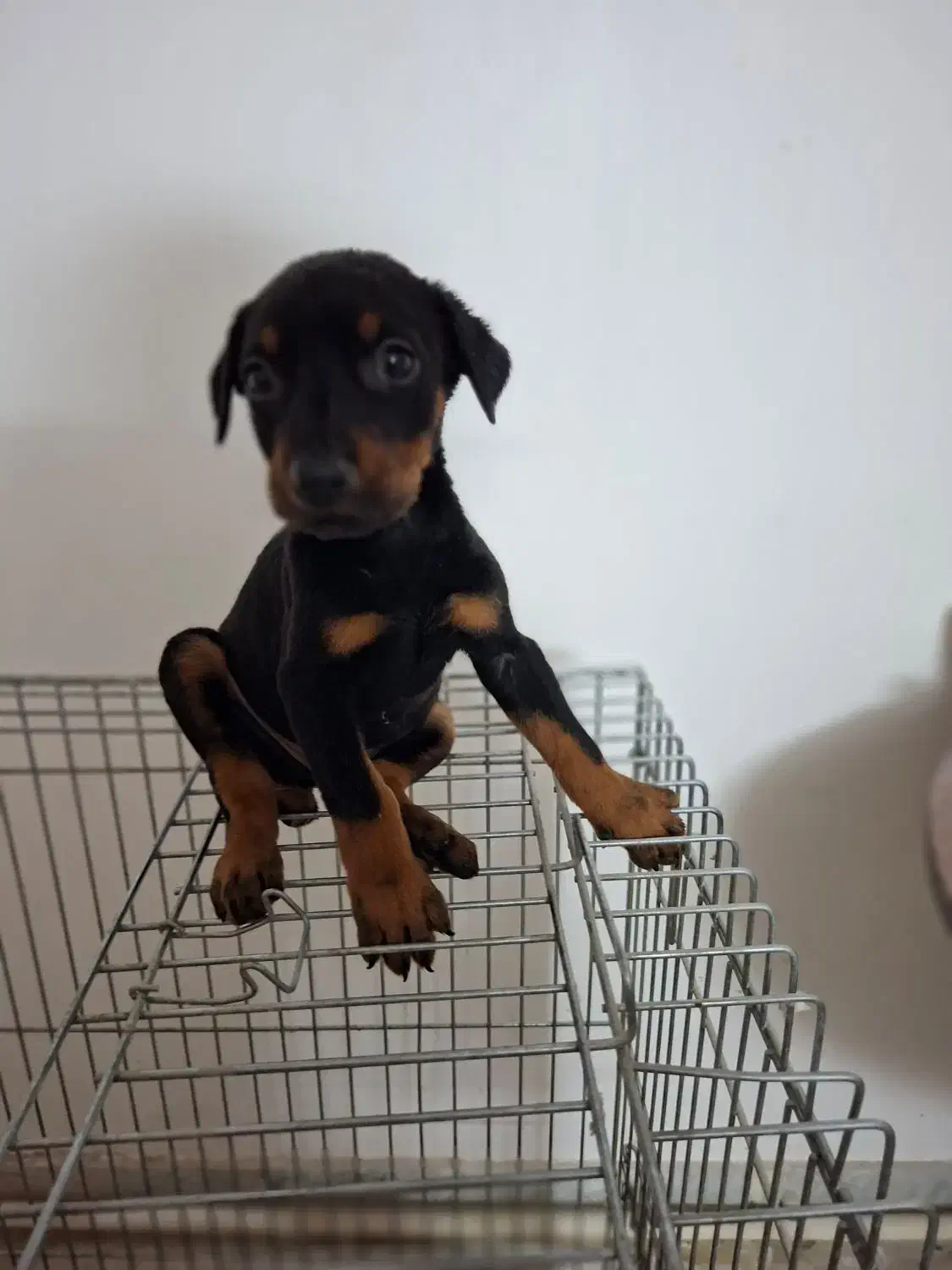 دبرمن|سگ|کاشان, شهرک فرهنگیان|دیوار