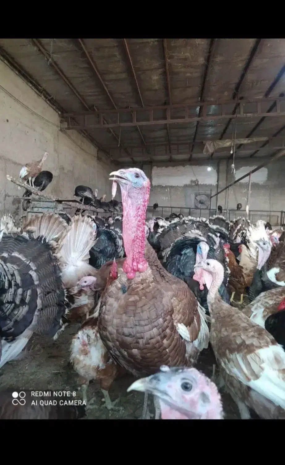 تخم نطفه دار بوقلمون از نژاد مرغ و خروس سنگین وزن|حیوانات مزرعه|سیرجان, |دیوار