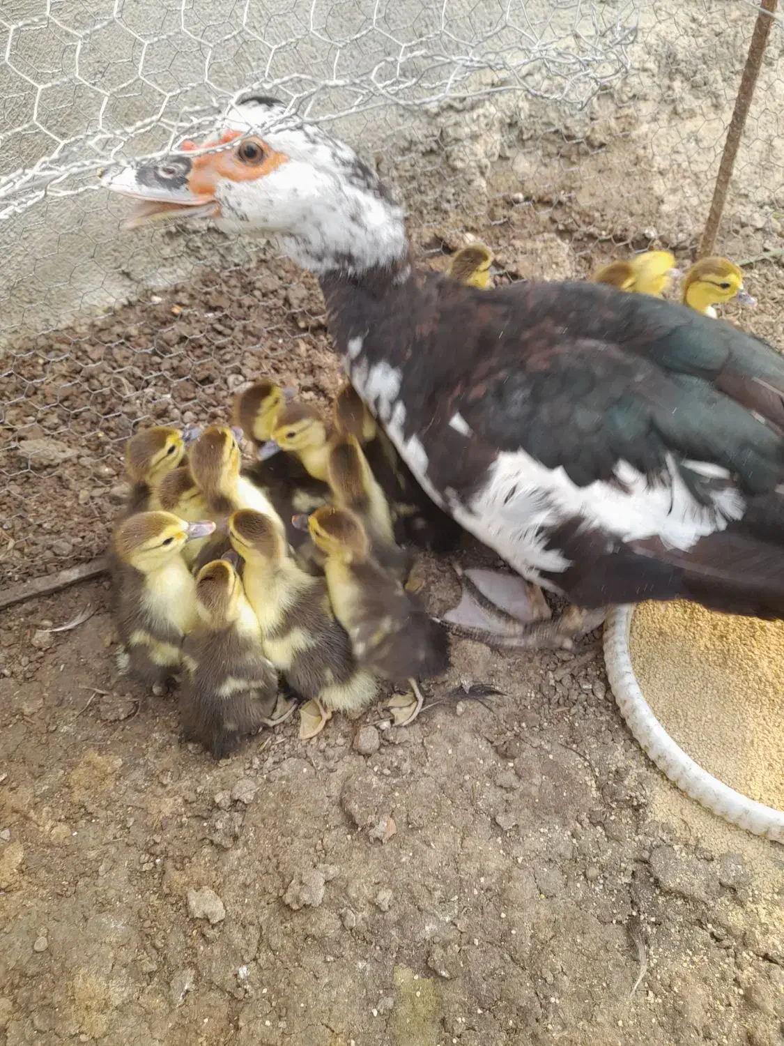 اردک خارجی تعداد ۲۱عدد بدون مادر فروخته میشود|حیوانات مزرعه|قائمشهر, |دیوار