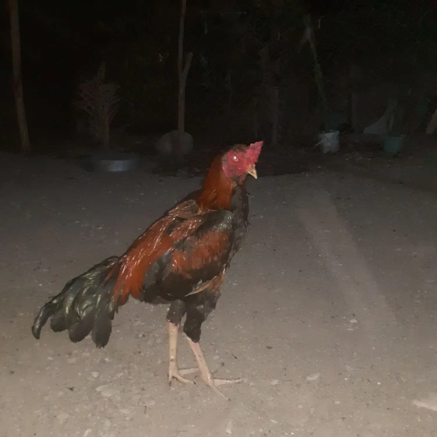 خروس بفروش میرسد خروس زات ذار|حیوانات مزرعه|بند زرک, |دیوار