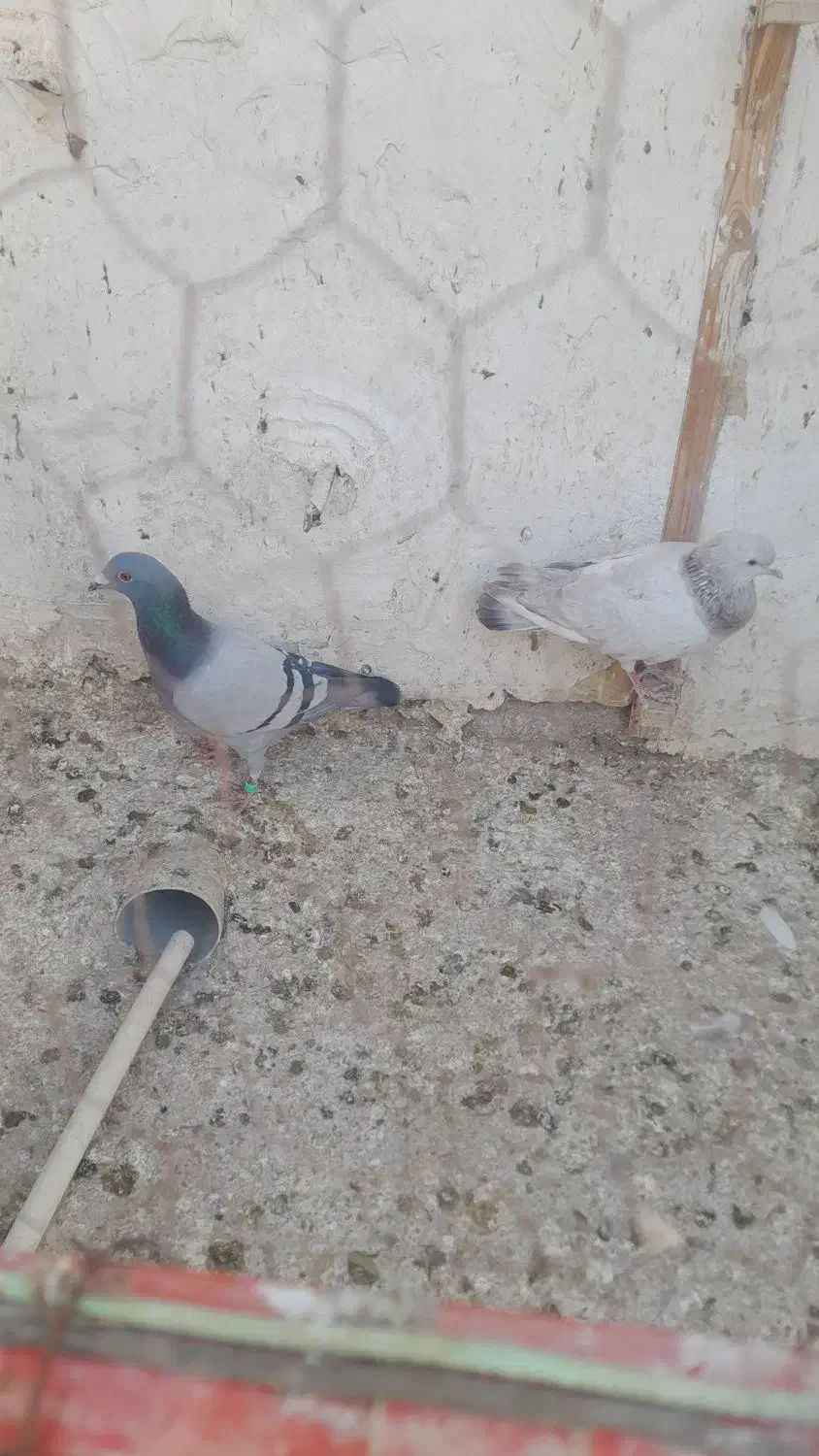 کفتر صید|پرنده|تایباد, |دیوار