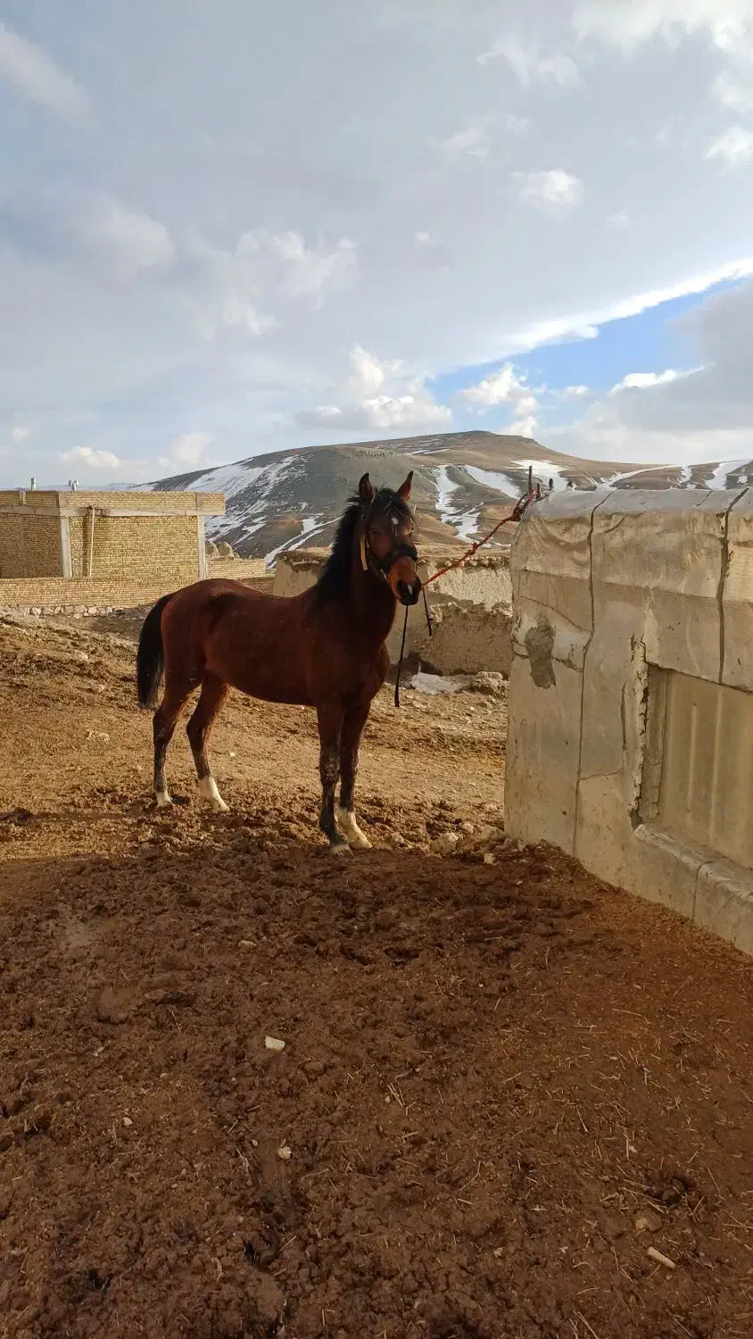 کره نریان عرب|اسب و تجهیزات اسب‌سواری|انگوران, |دیوار