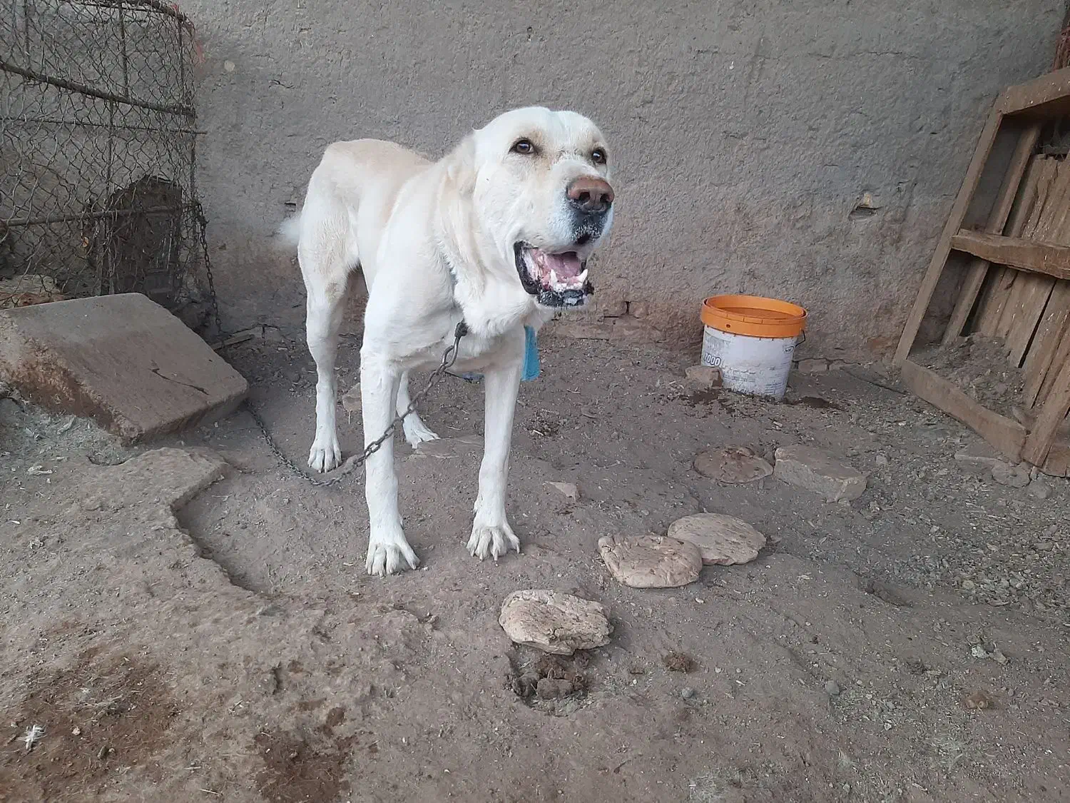 سگ خراسانی|سگ|رفسنجان, |دیوار