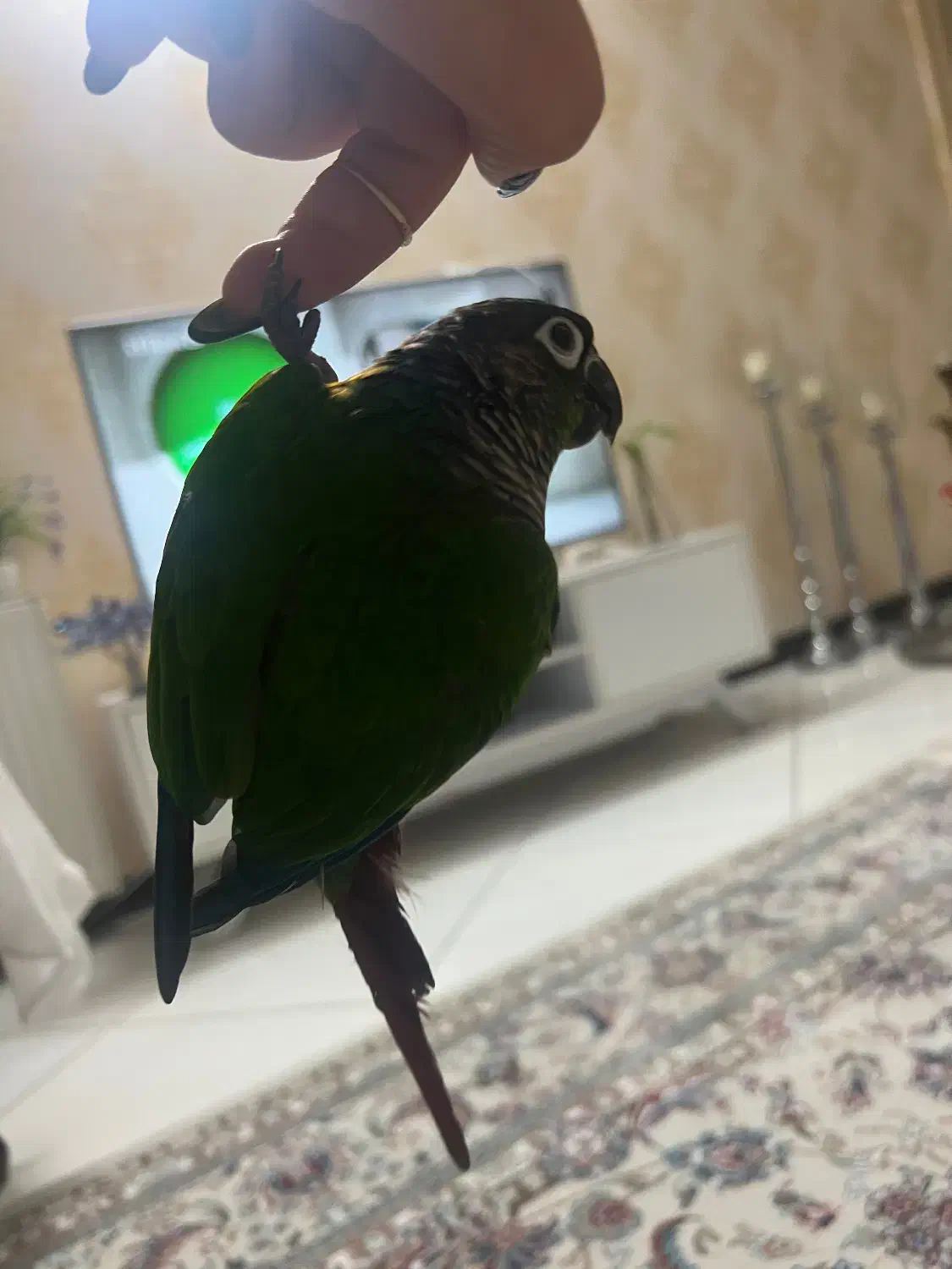 فروش طوطی گرینچیک|پرنده|سمنان, |دیوار