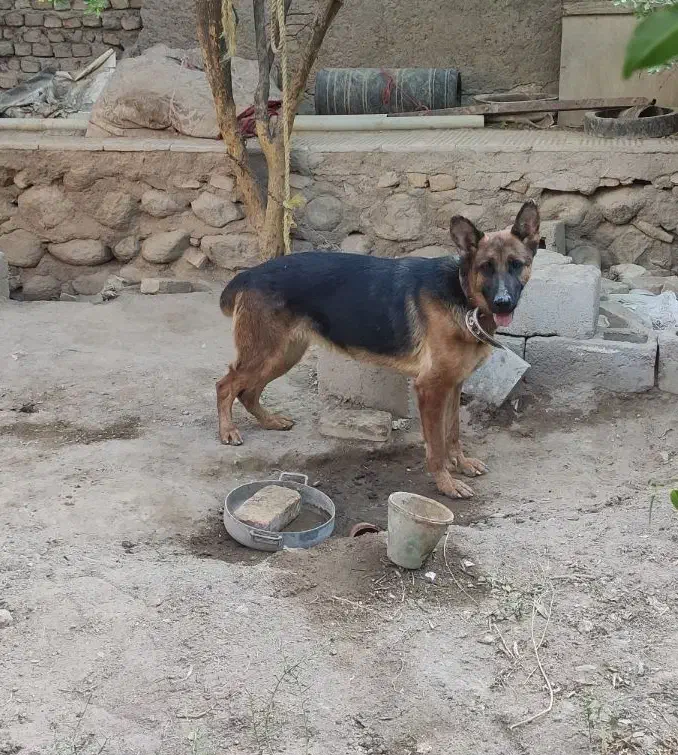 واگذاری سگ ژرمن|سگ|شهر بابک, |دیوار